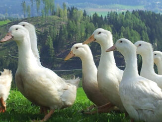 Cherry Valley Enten vom Lindlhof in Pölling / St. Andrä, Kärnten - © Lindlhof