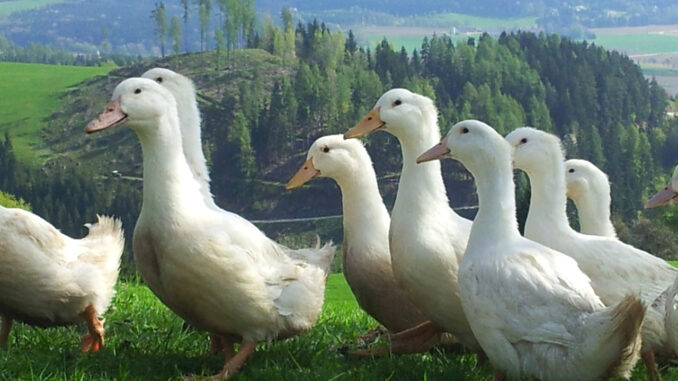 Cherry Valley Enten vom Lindlhof in Pölling / St. Andrä, Kärnten - © Lindlhof