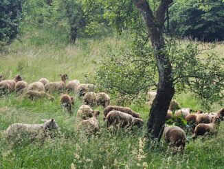 Schafe auf der Weide - © Shoaf-Bauer