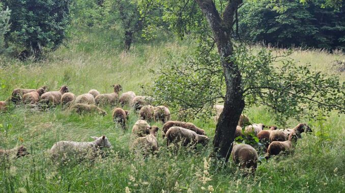 Schafe auf der Weide - © Shoaf-Bauer