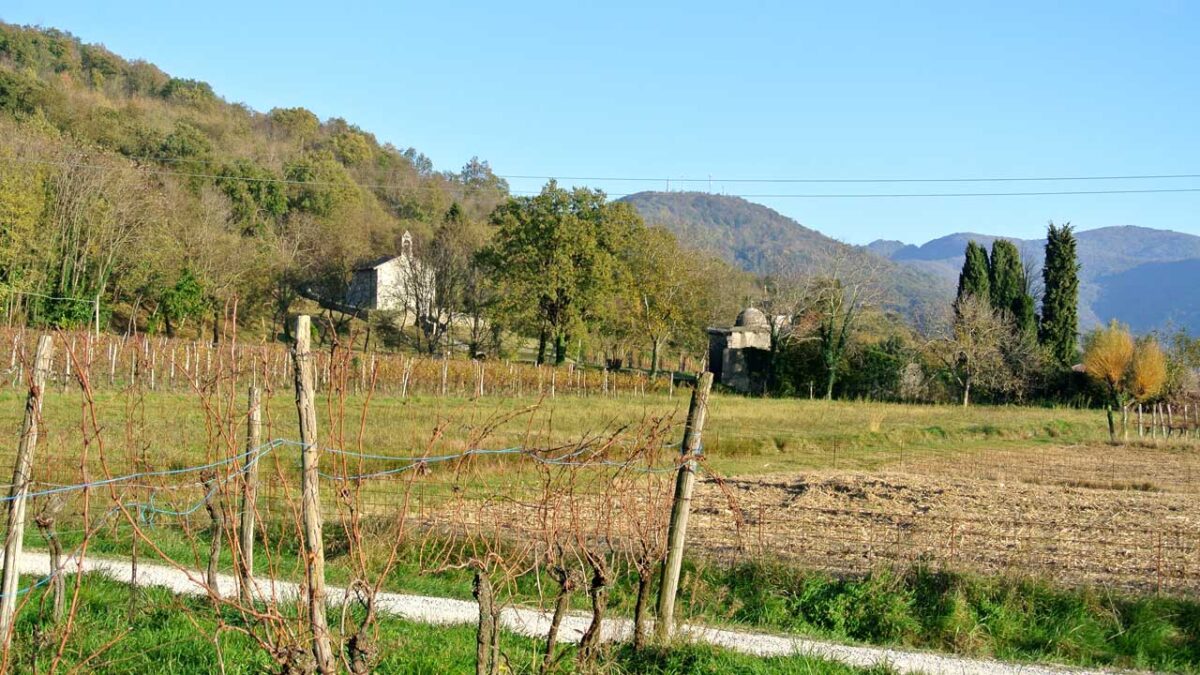 im herbstlichen Weingarten - goodstuff AlpeAdria